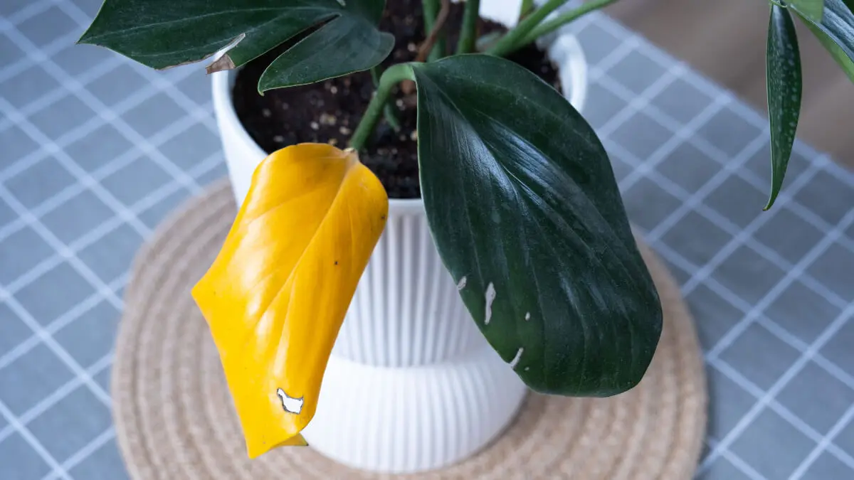 Planta con hoja amarilla.