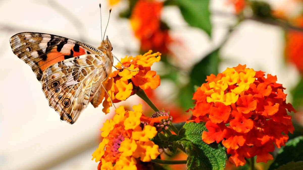 Lantana camara es una de las plantas para atraer mariposas. 