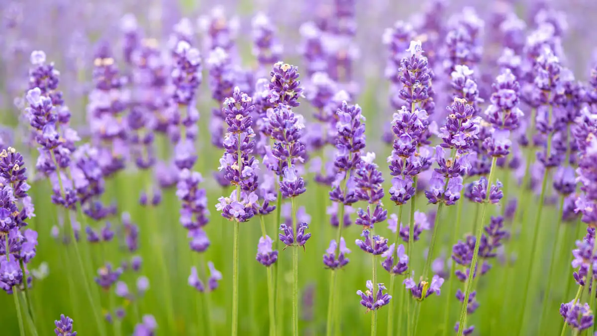 La lavanda atrae a los lepidópteros.