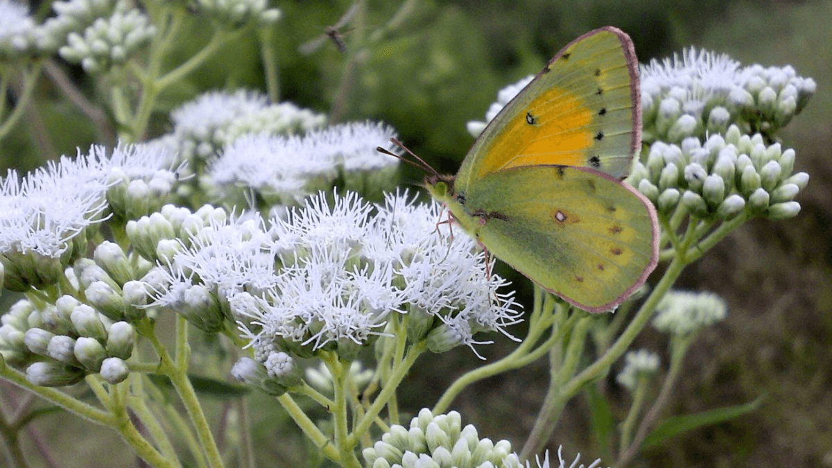 Planta mariposera.