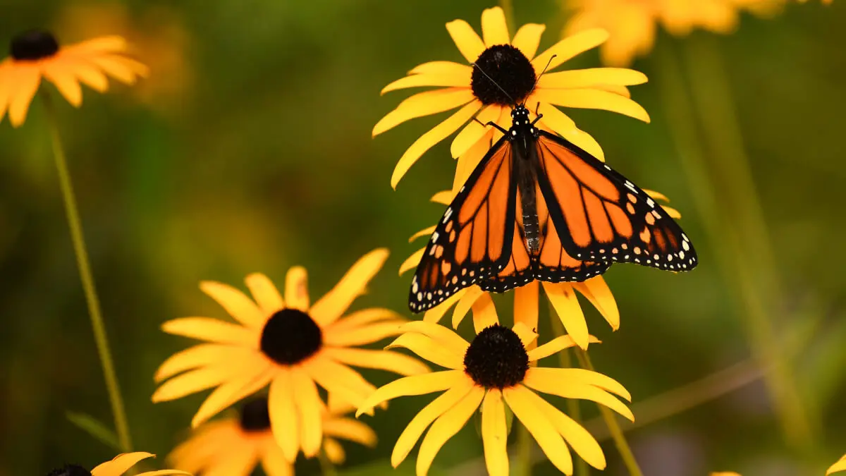 La Ruckbeckia atrae a las mariposas.