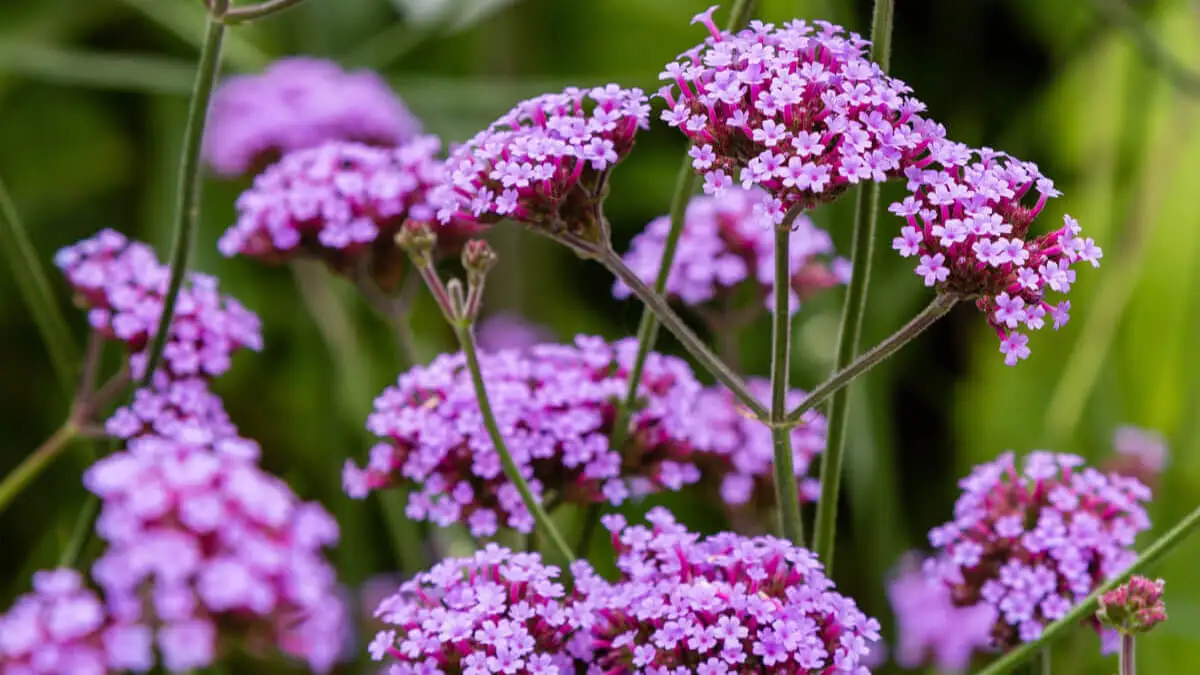 Verbena.