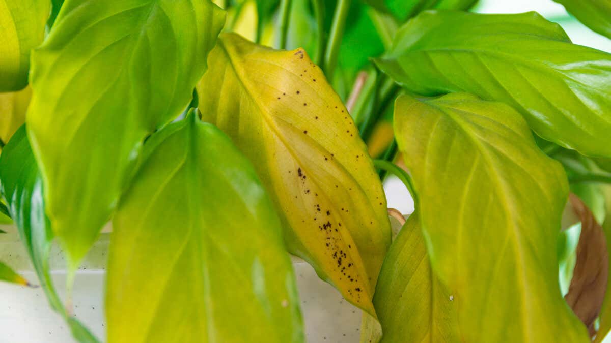 Hojas de planta de color amarillo con manchas marrones. 