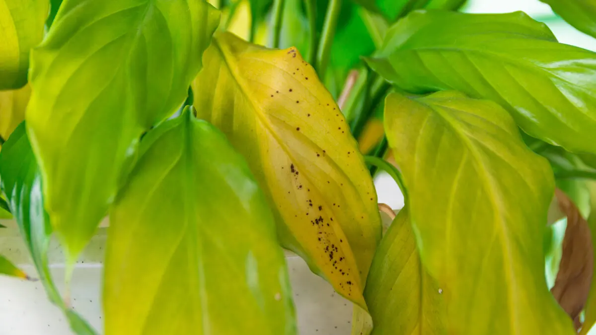 Hojas de planta de color amarillo con manchas marrones.