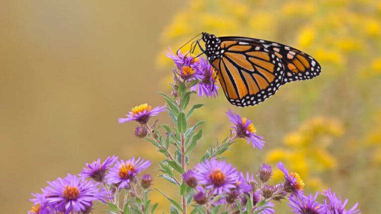 Conoce 17 plantas para atraer mariposas a tu jardín