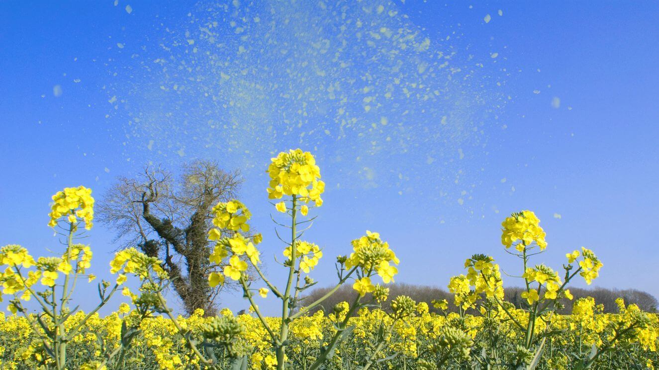 Alergia al polen, qué es y cómo identificar sus síntomas