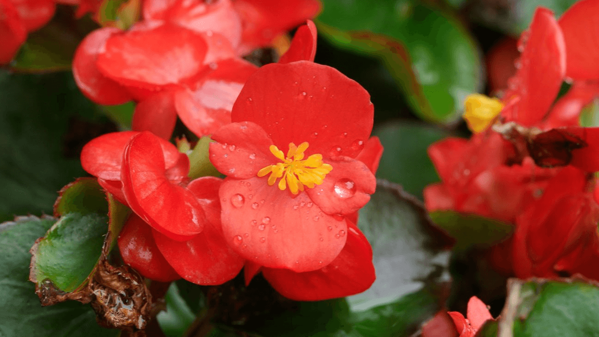 Begonia semperflorens