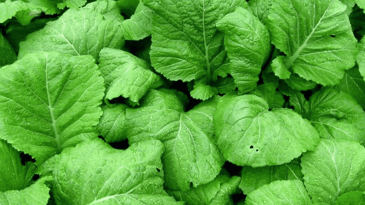 Las hojas de mostaza es uno de los vegetales de hoja verde menos conocidos.