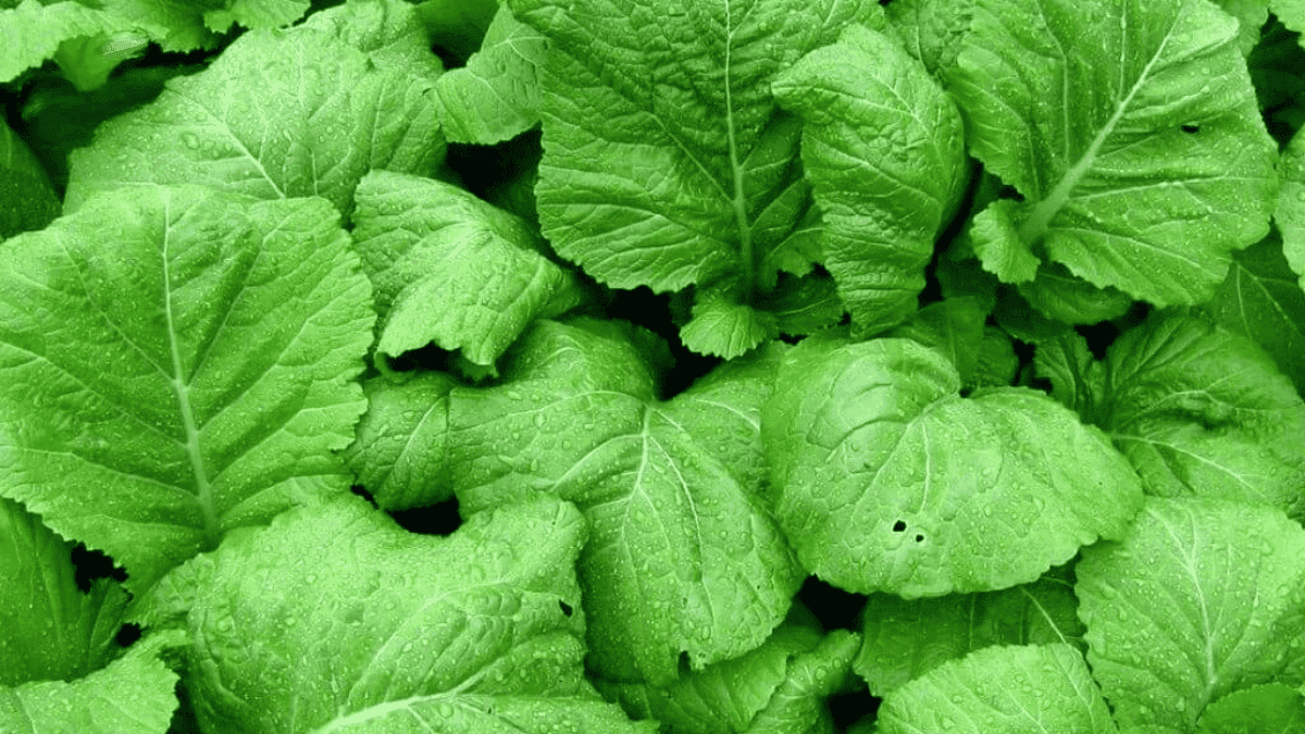 Las hojas de mostaza es uno de los vegetales de hoja verde menos conocidos. 