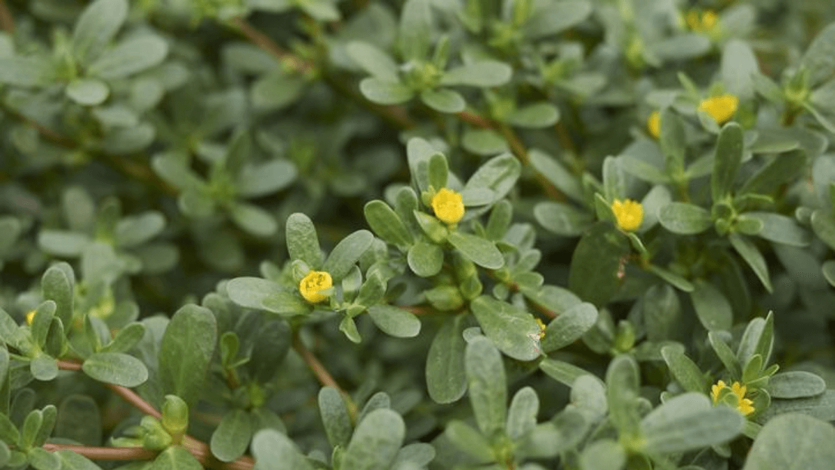 La verdolaga es uno de los vegetales de hoja verde más nutritivos.