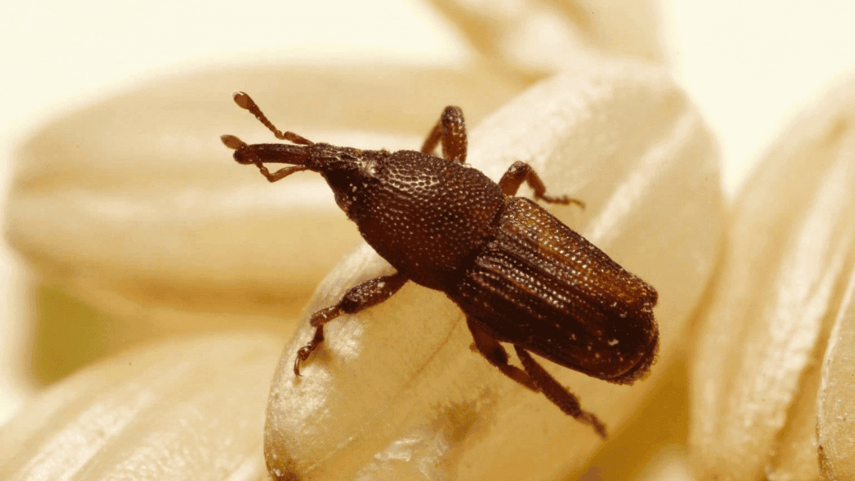Gorgojo de arroz