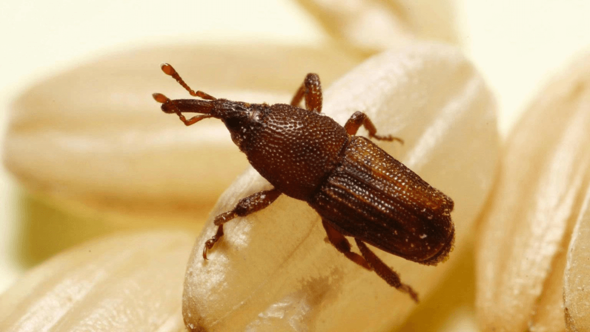 Gorgojo de arroz