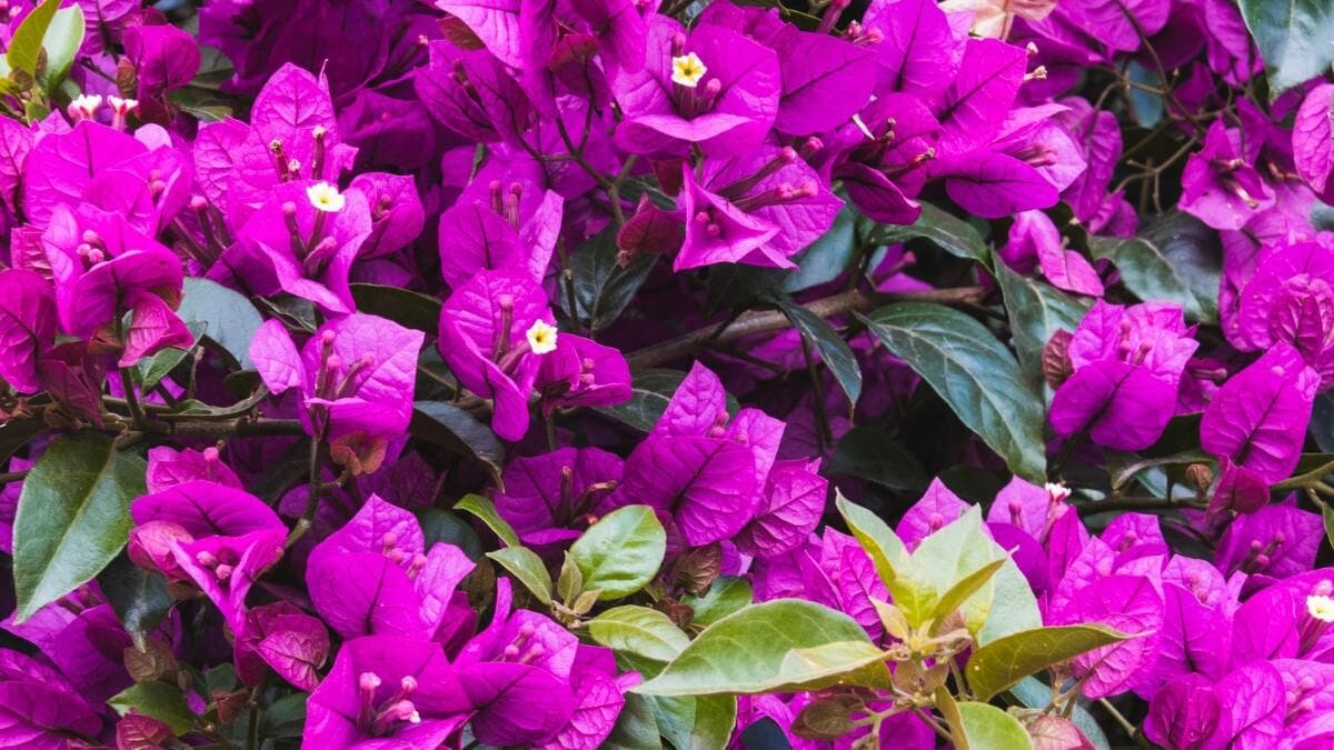 Plantas trepadoras Buganvilla
