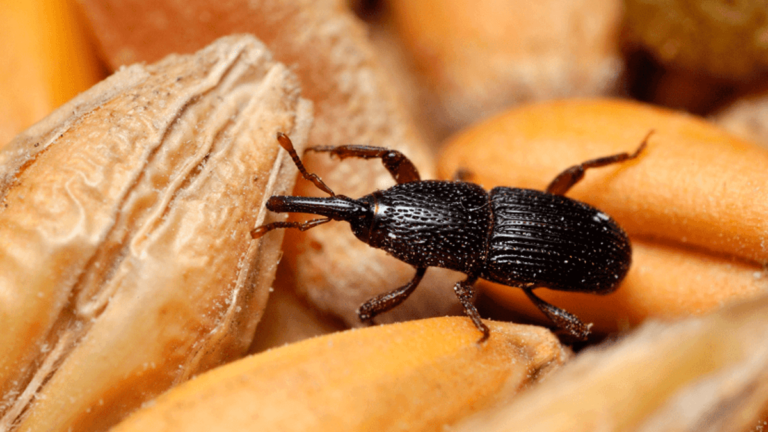 12 tipos de gorgojos y 6 remedios caseros para eliminarlos