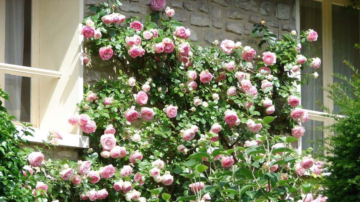 Plantas trepadoras rosales