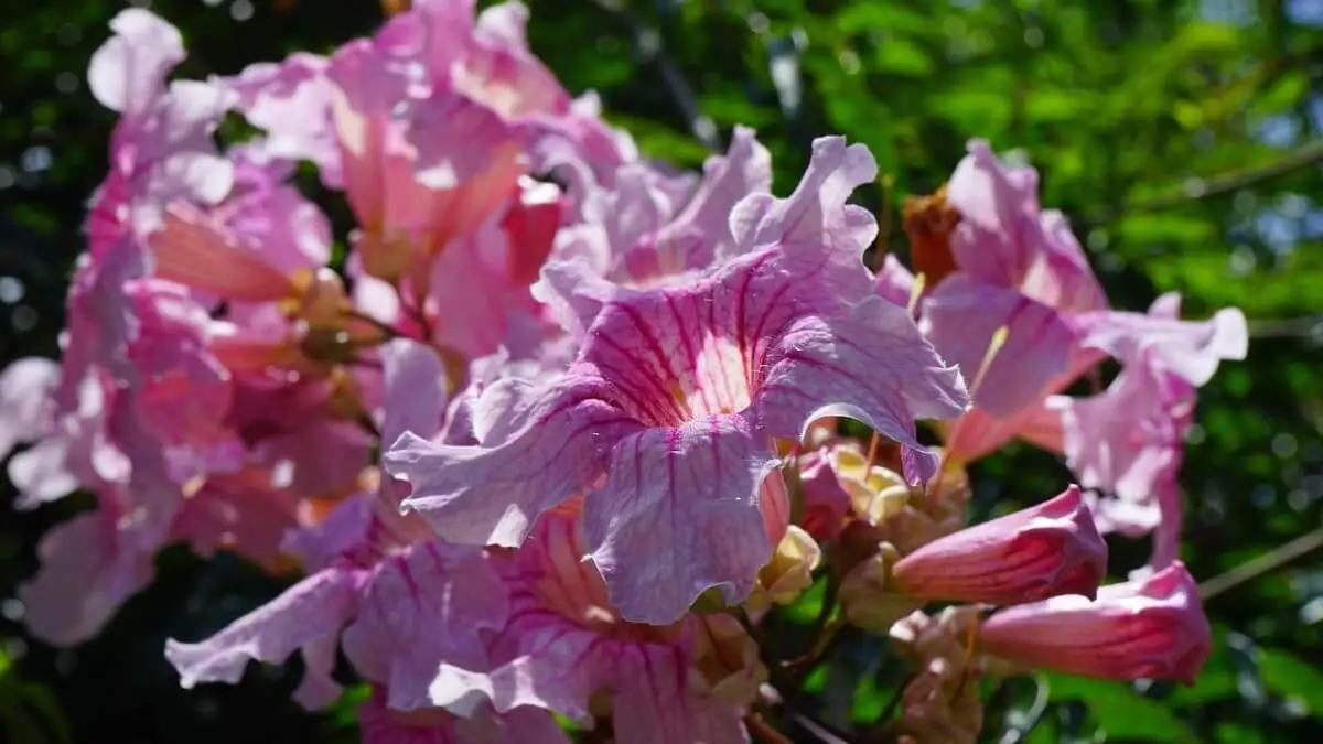 Bignonia rosa