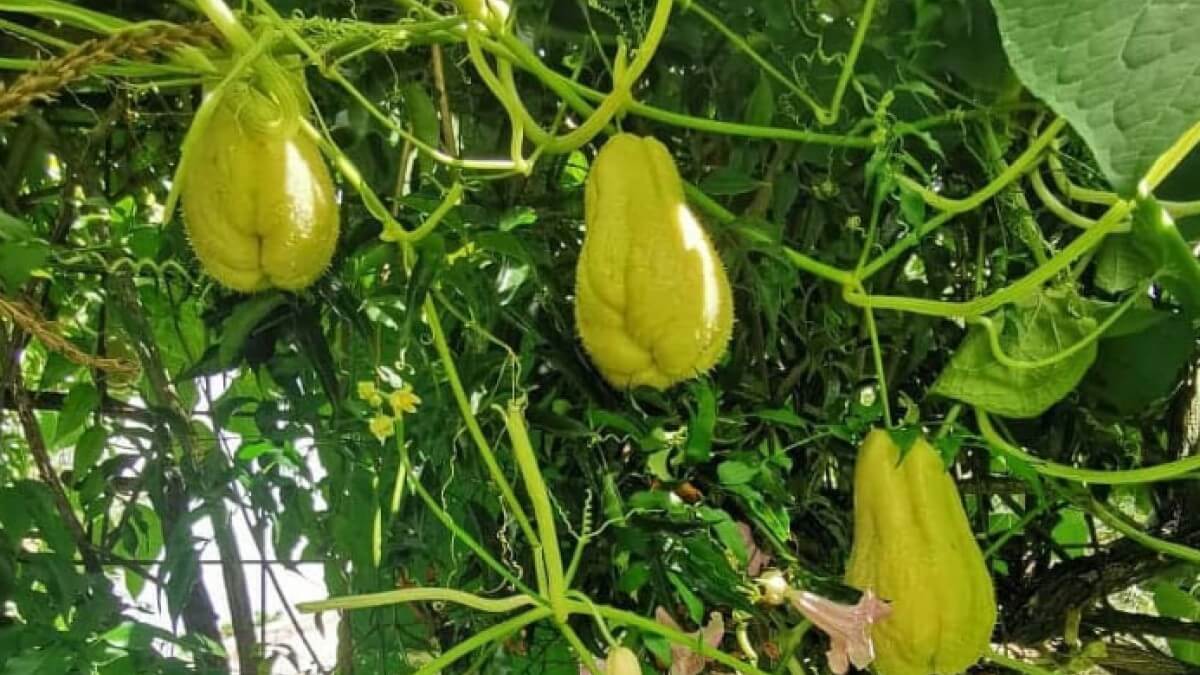 Plantas trepadoras chayotera