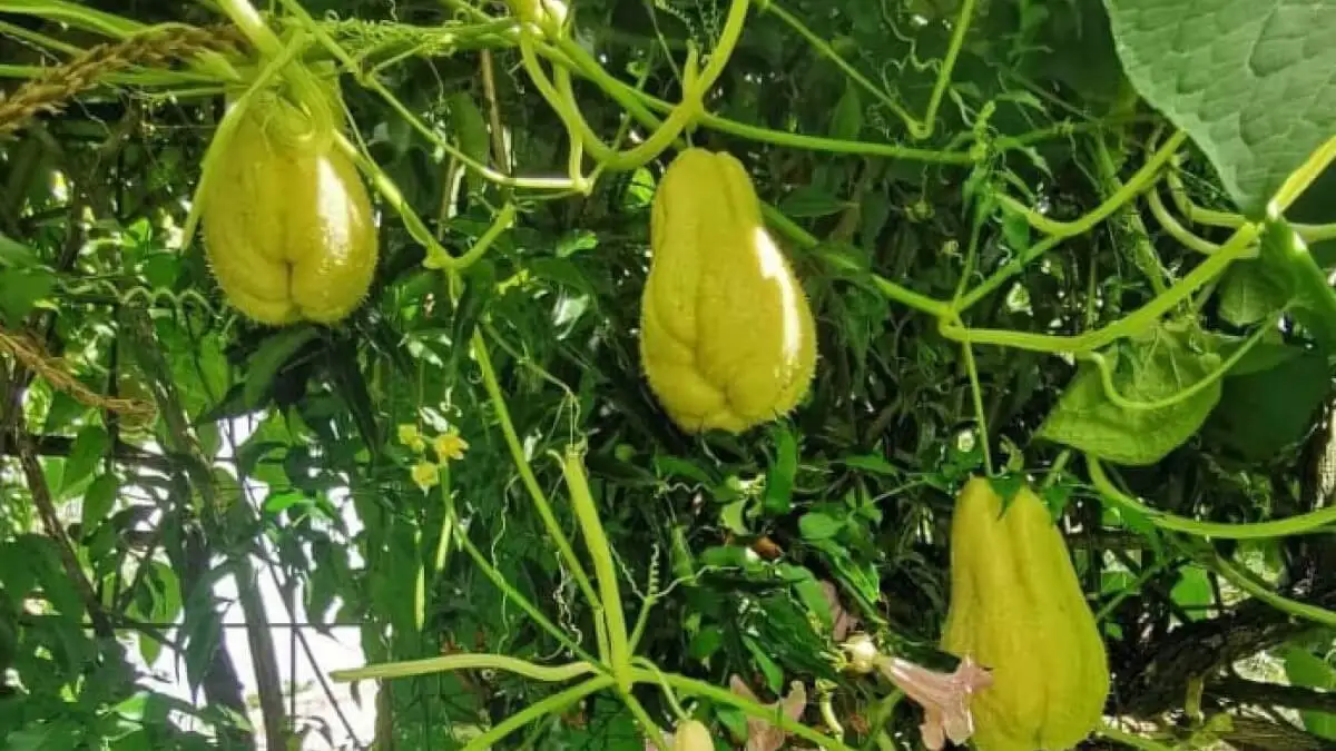 Plantas trepadoras chayotera