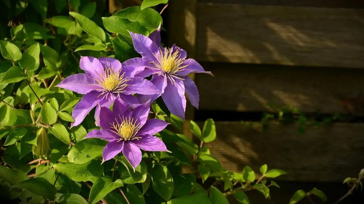 Plantas trepadoras clematis