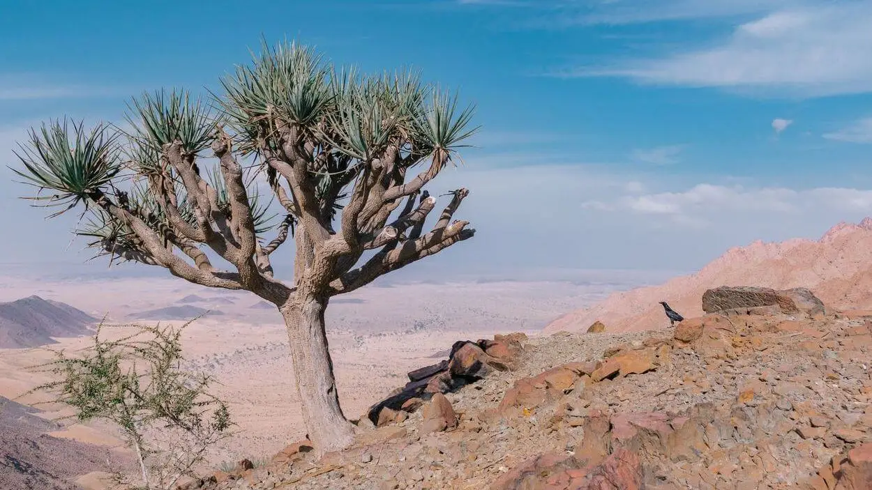 Árbol croton.