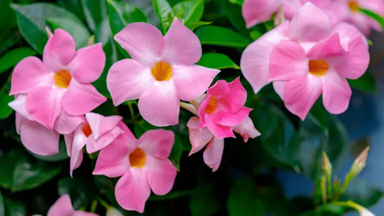 Cuidados que necesita la Dipladenia o Mandevilla para asegurar flores bellas