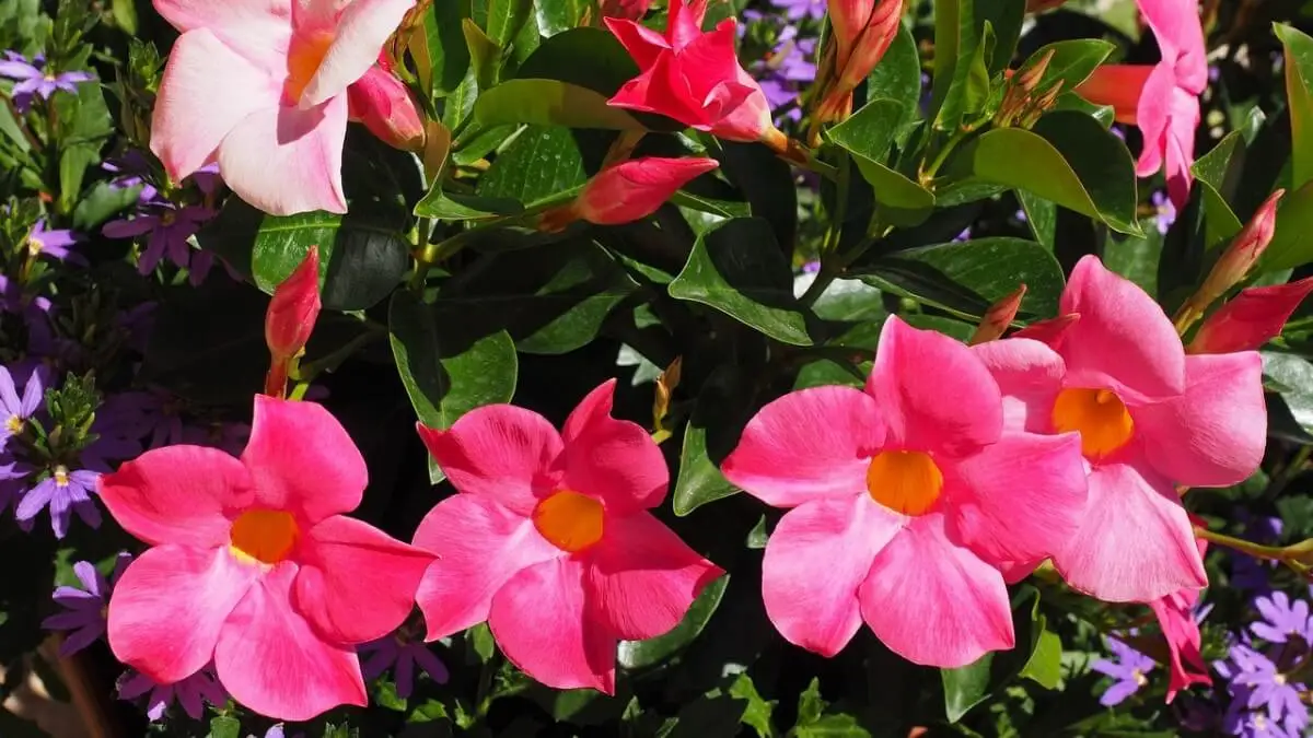 Plantas trepadoras dipladenia