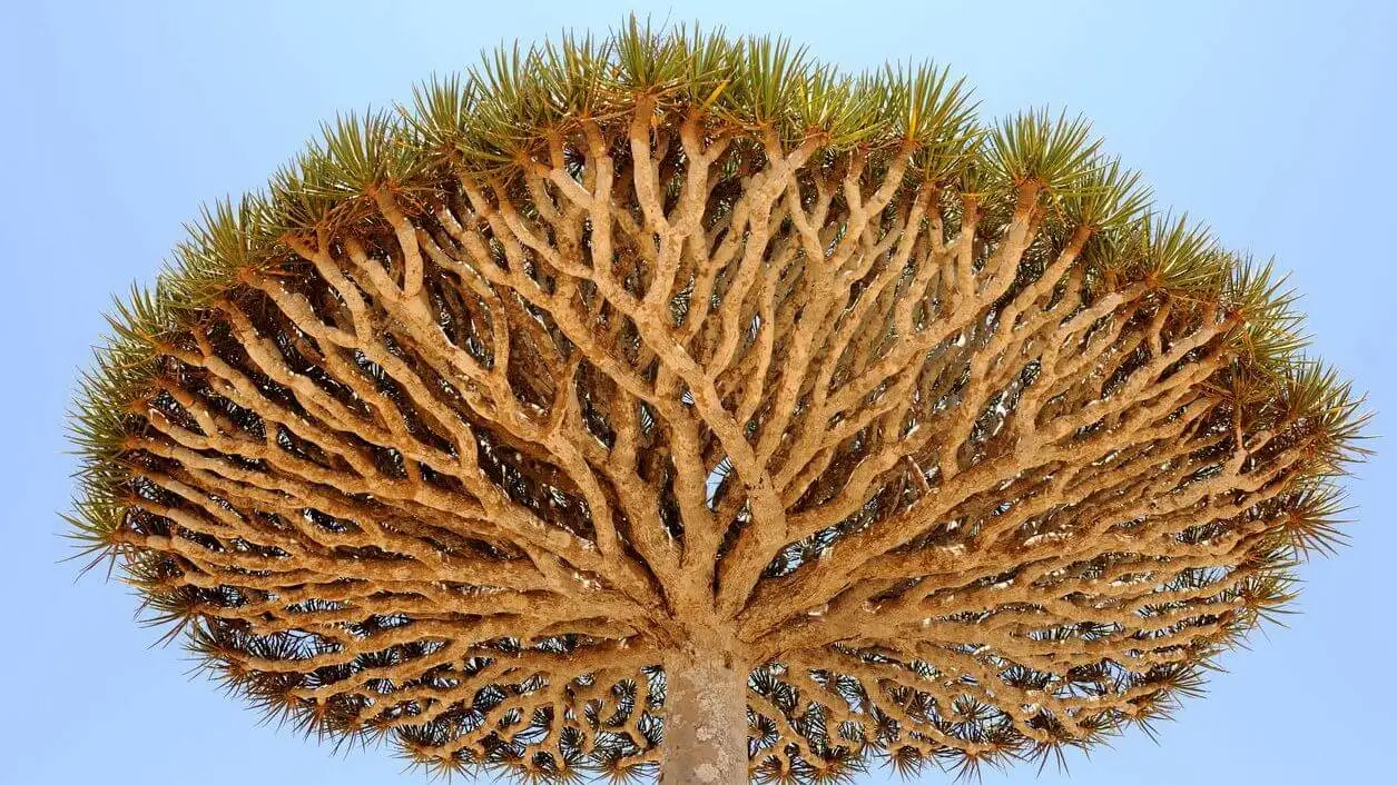 Dracaena cinnabari da sangre de drago.