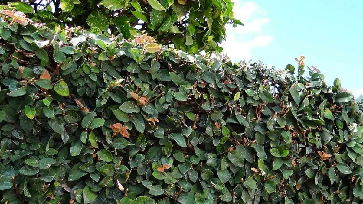 Plantas trepadoras ficus