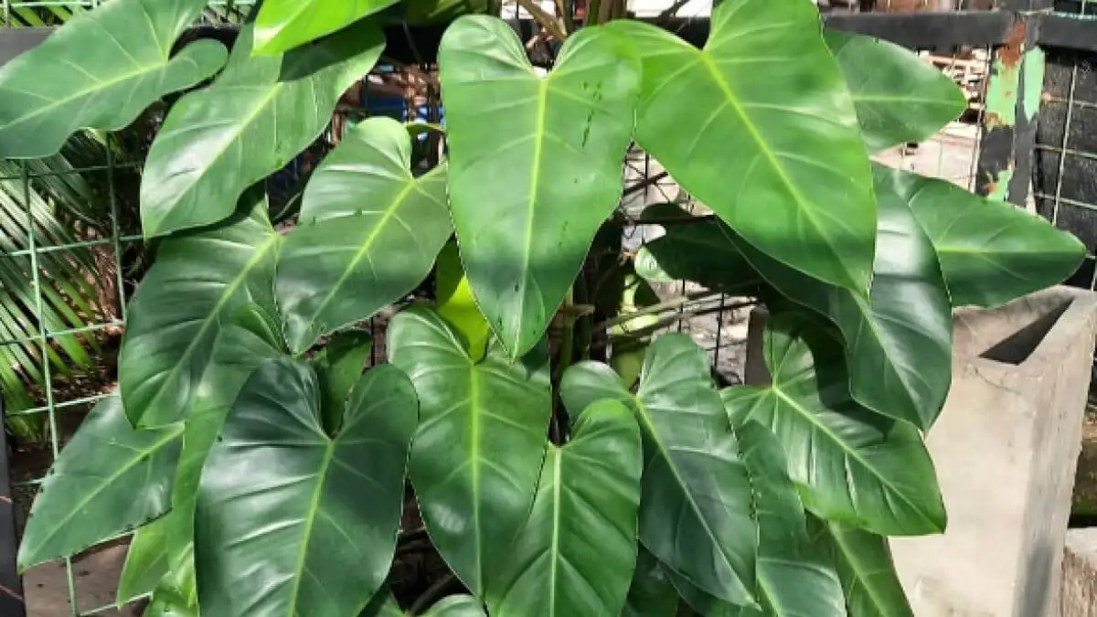 Plantas trepadoras filoendro.