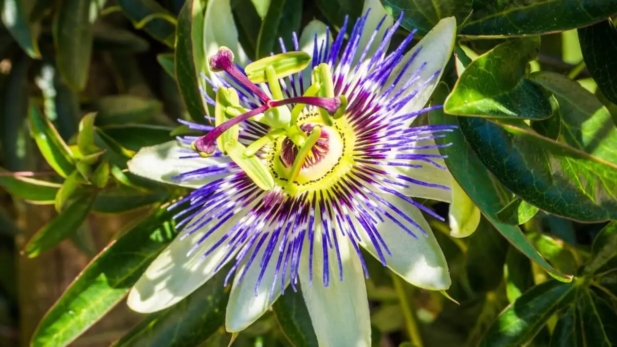 Flor de la pasión plantas trepadoras