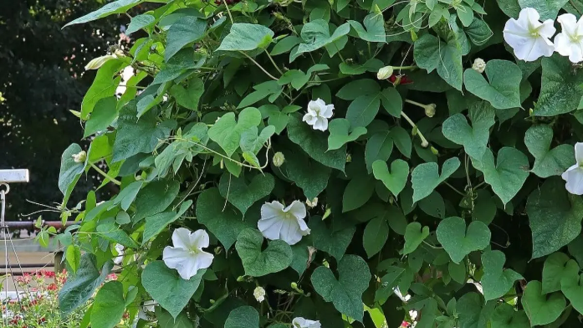 Flor de luna