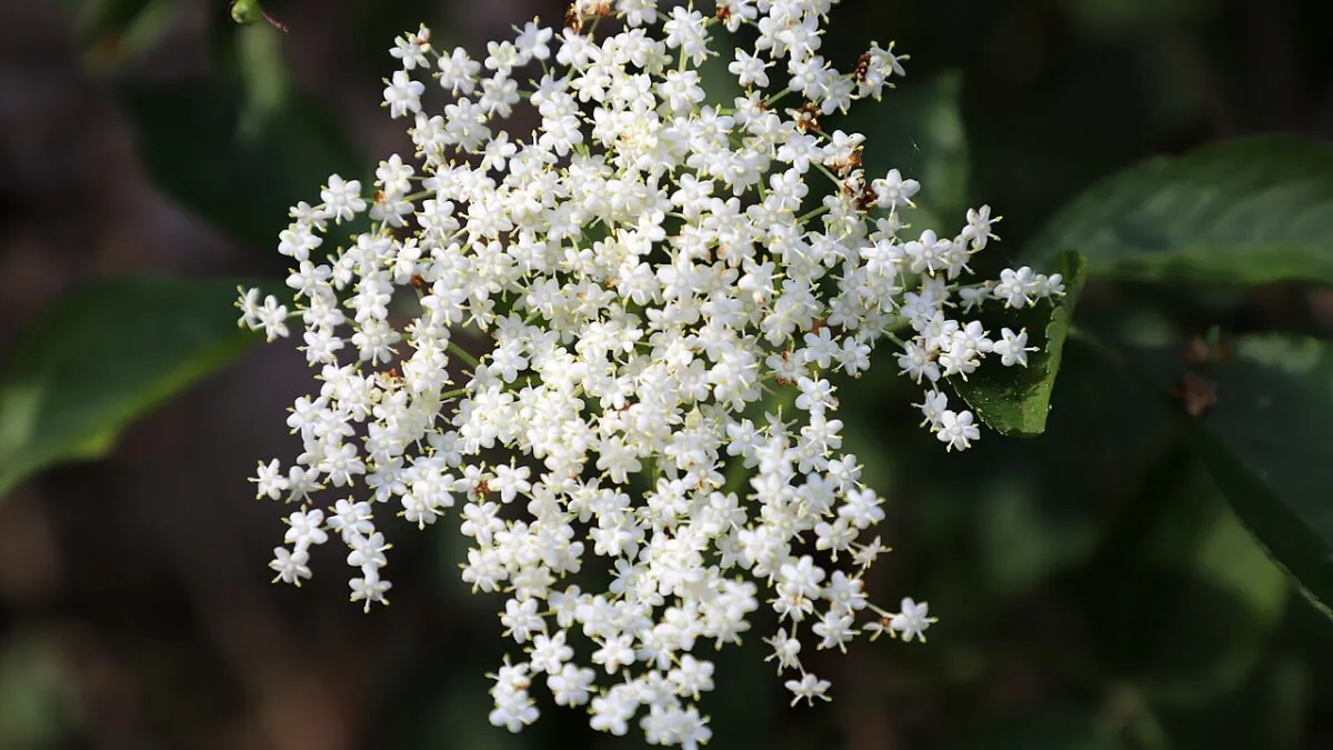 Fleurs de sureau.