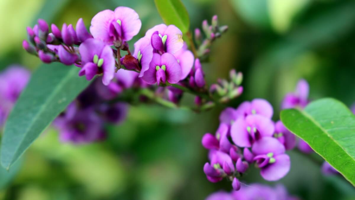 Plantas trepadoras guisante de flor.