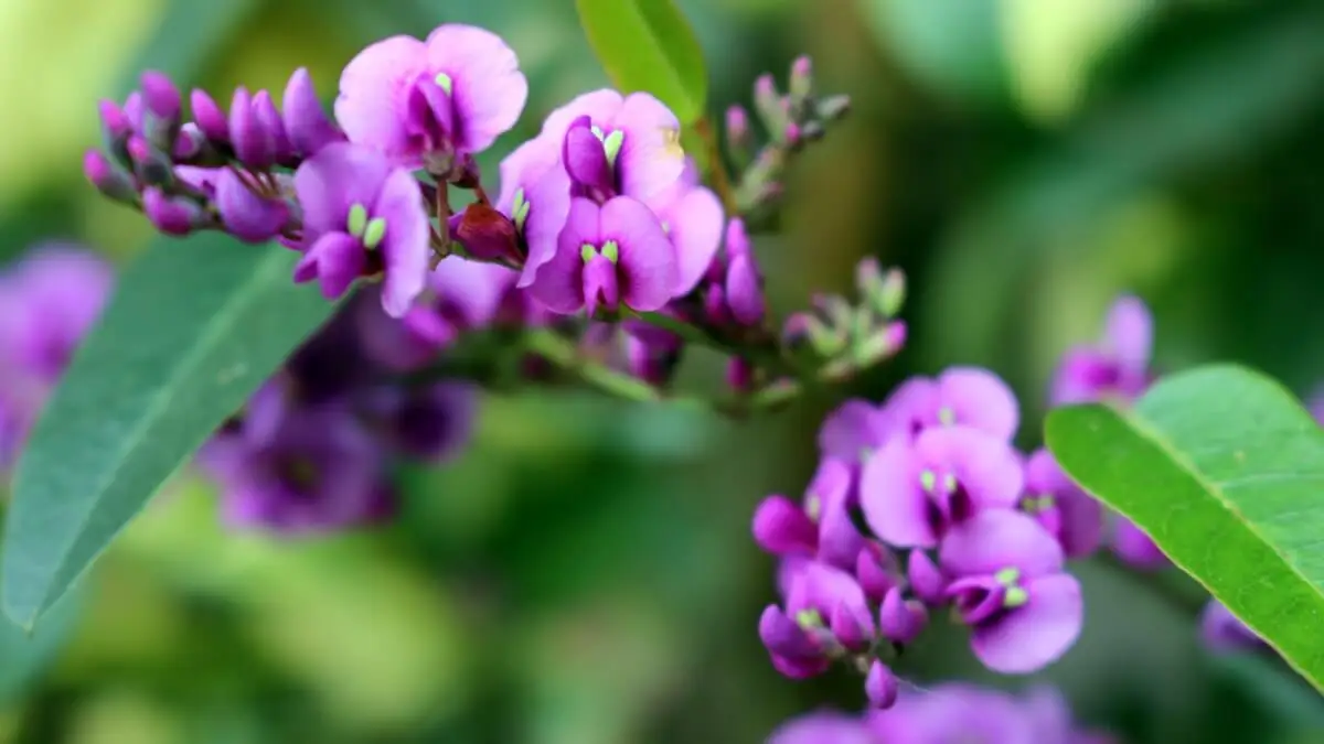 Plantas trepadoras guisante de flor.
