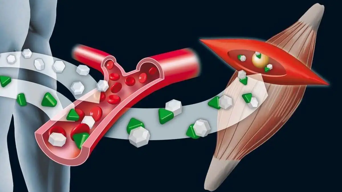 Esquema de ingreso de la glucosa al músculo