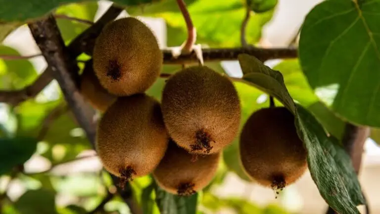 Plantas trepadoras kiwi