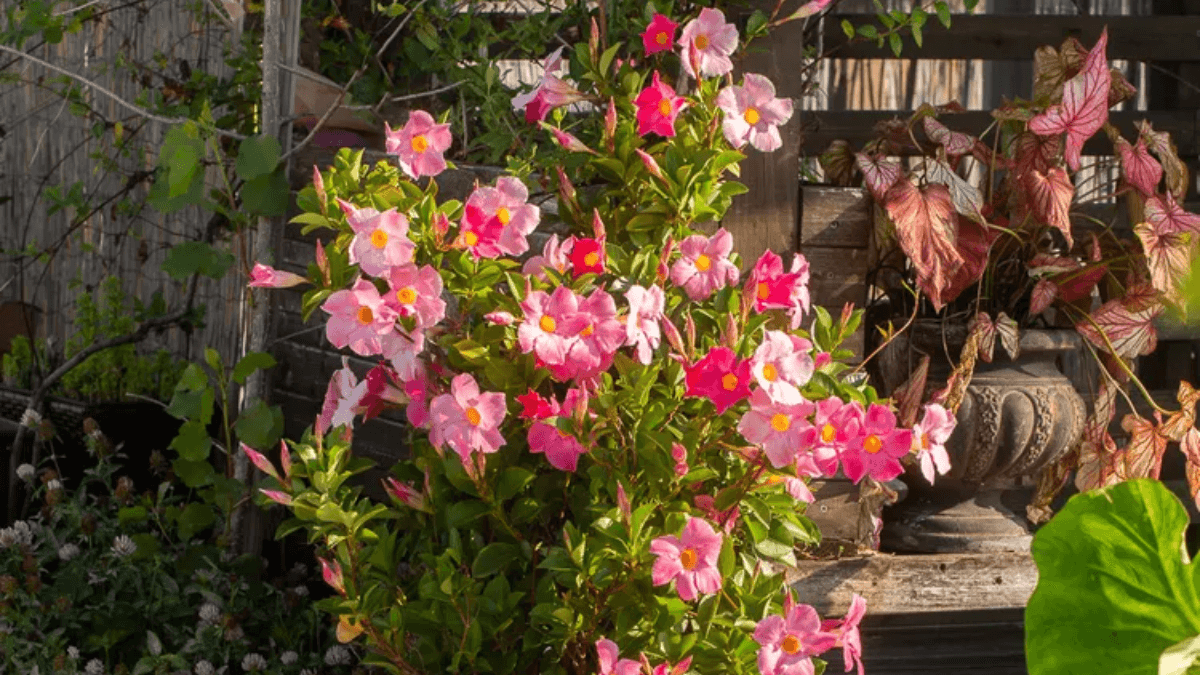 Mandevilla rosa.