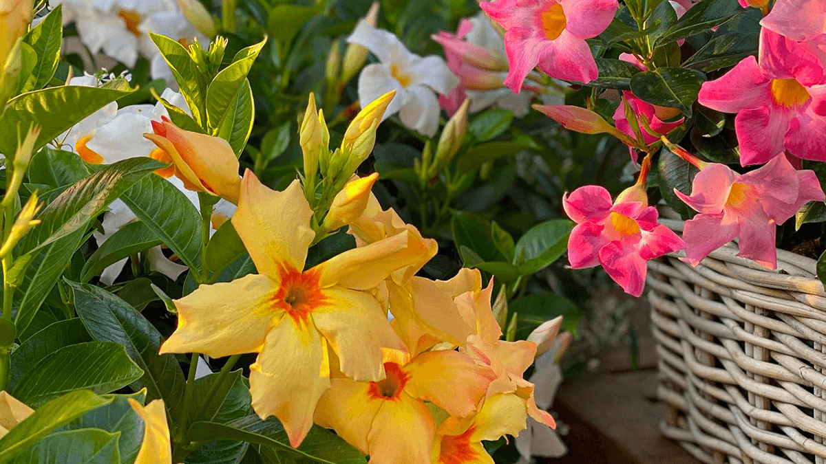 Mandevillas amarillas.