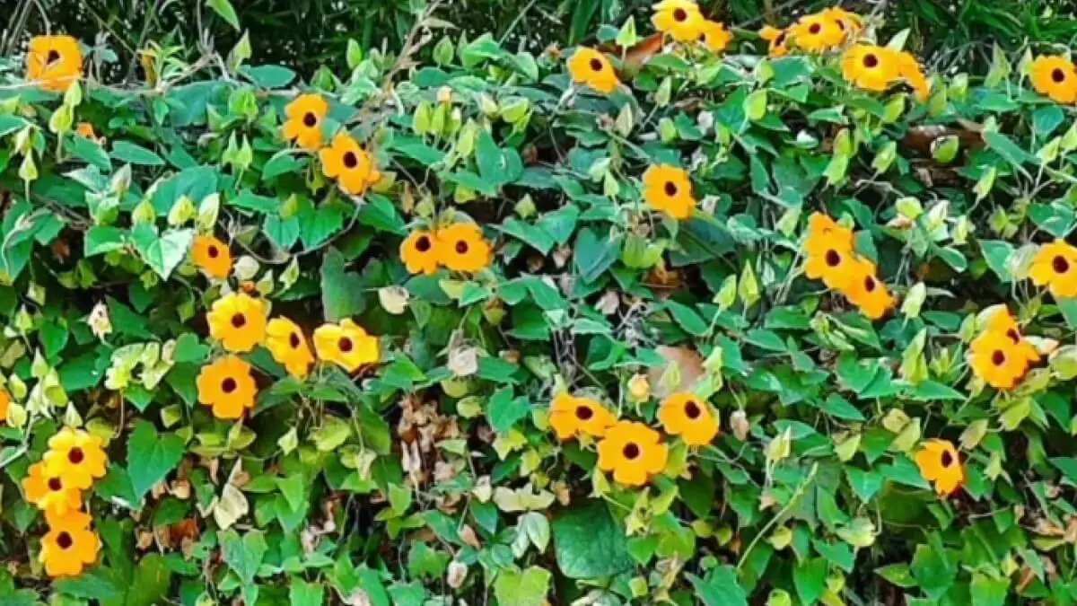 Plantas trepadoras ojo del poeta