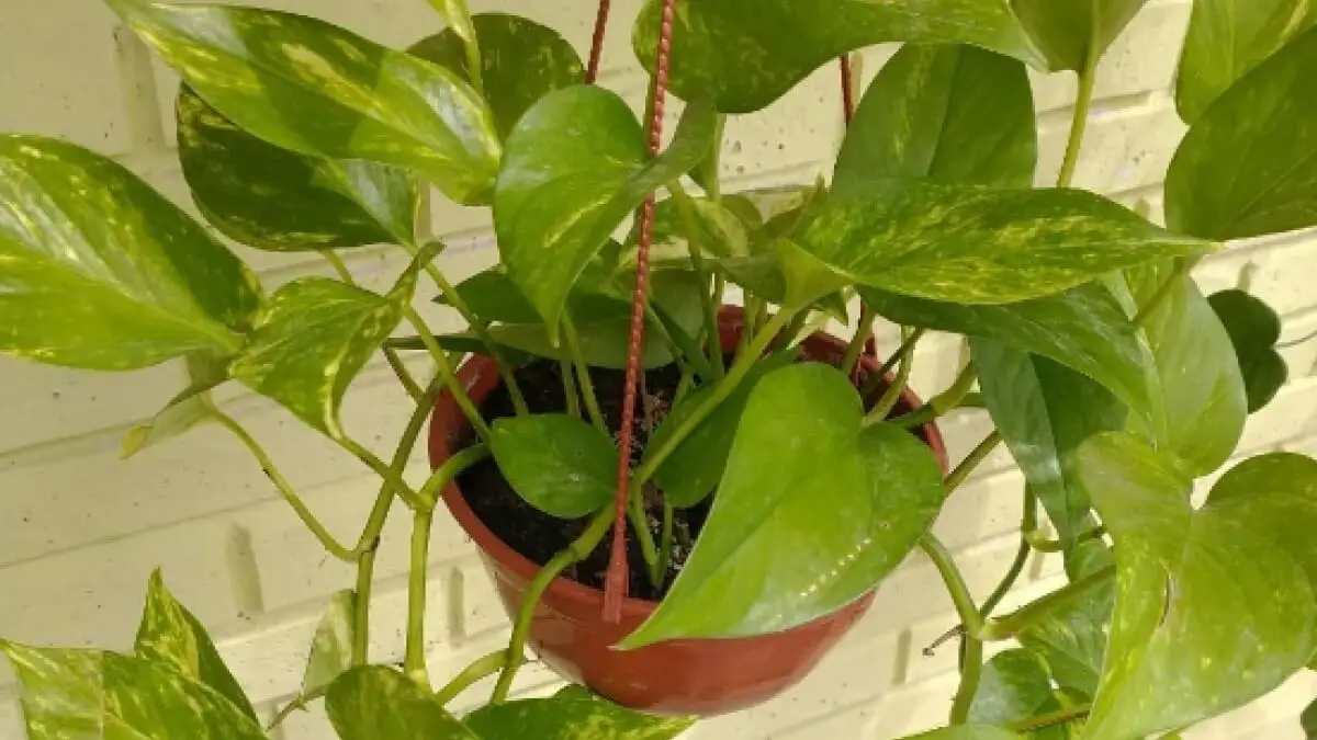 Plantas trepadoras potus