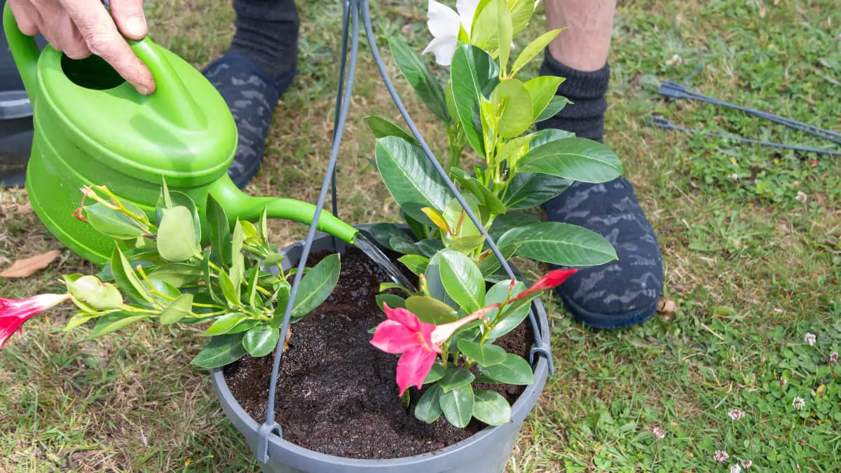 Persona riega una planta de dipladenia.