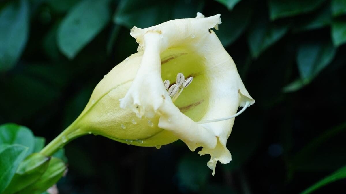 Plantas trepadoras solandra máxima