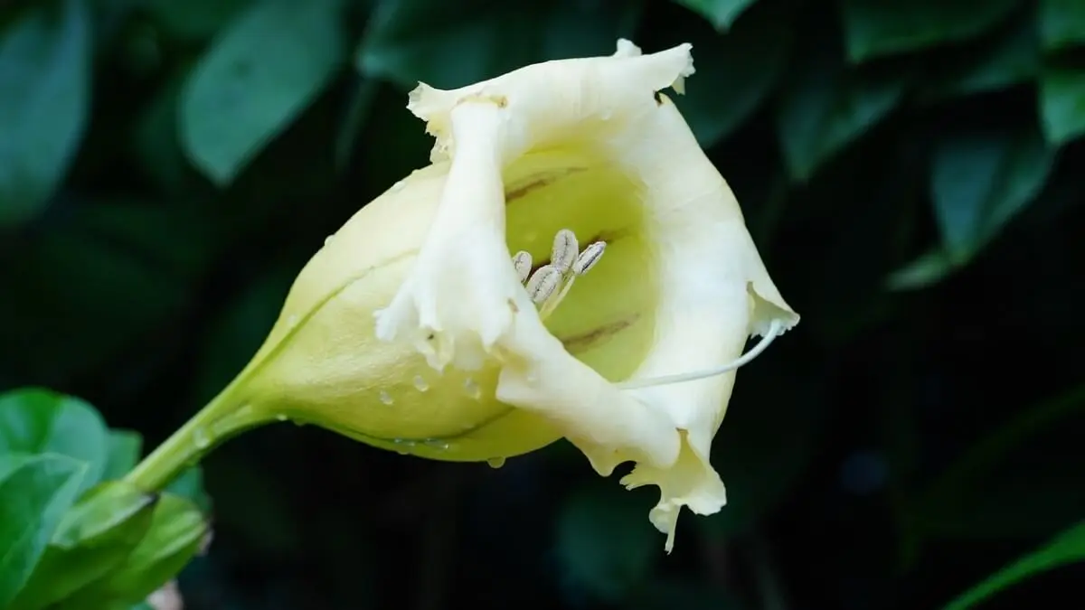 Plantas trepadoras solandra máxima