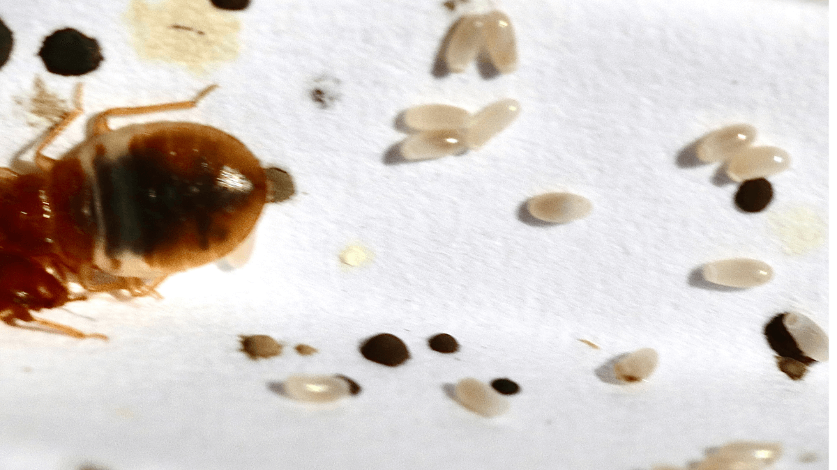 huevos de chinche en la ropa