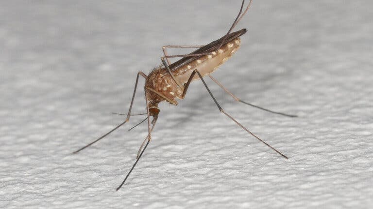 Qué es el virus del Nilo Occidental y por qué mantiene en alerta a España