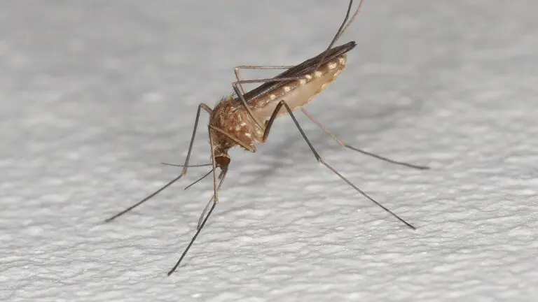 Qué es el virus del Nilo Occidental y por qué mantiene en alerta a España