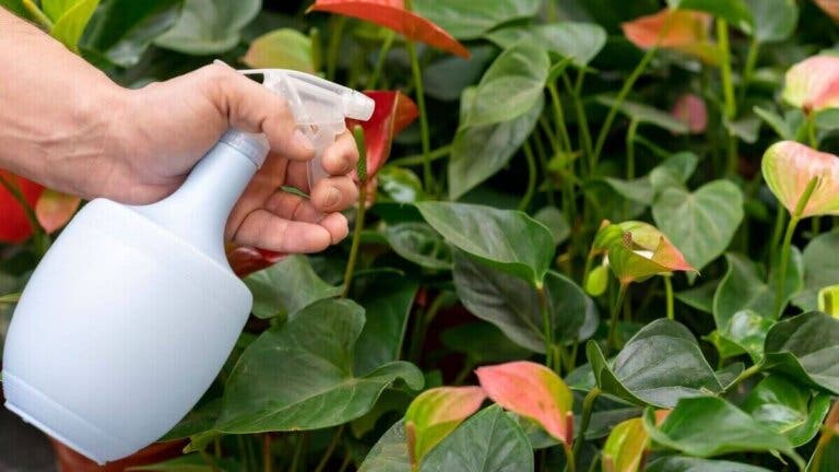 Cómo preparar jabón potásico para usarlo como repelente de plantas