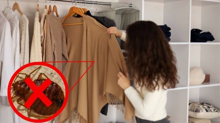 10 remedios efectivos para eliminar los huevos de chinches en la ropa