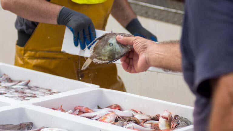 9 trucos de la OCU para elegir el pescado fresco (y cómo conservarlo)