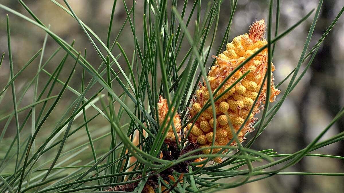 Pinus pinaster para obtener Pycnogenol.